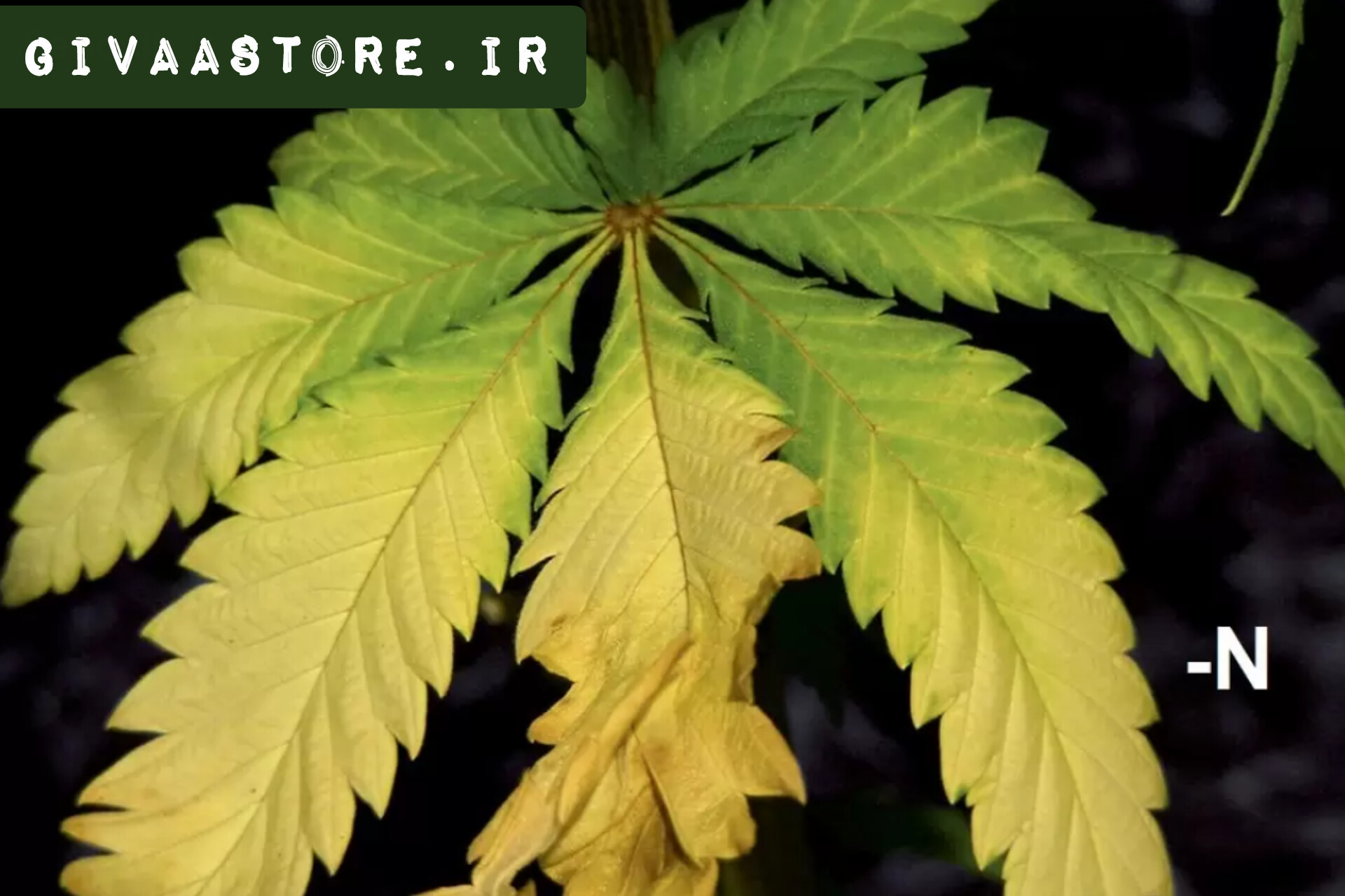 کمبود عناصر در گیاهان+تصویر