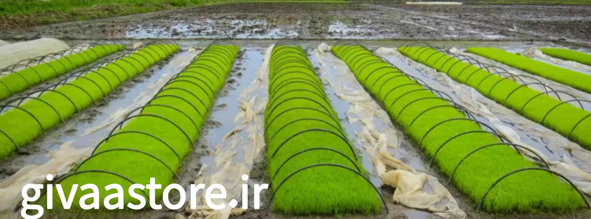 توصیه کودی شرکت سبوسیب برای کشت برنج با کودهای آلی